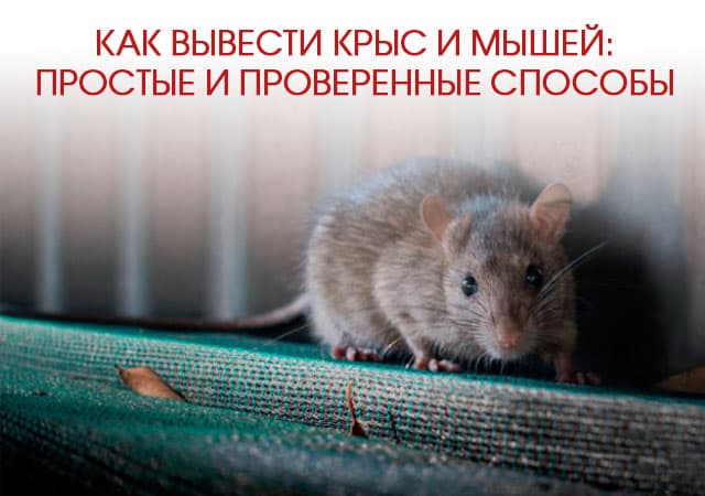 Как вывести крыс и мышей в Дмитрове: простые и проверенные способы