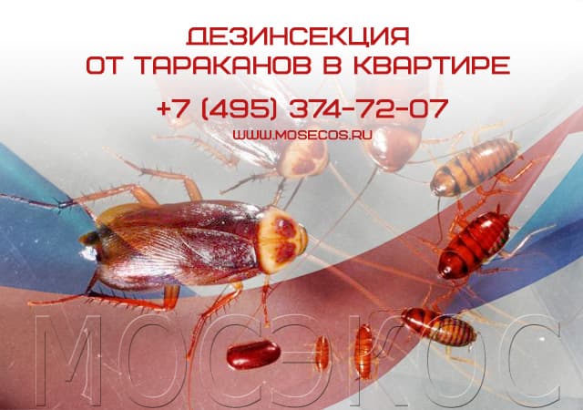Дезинсекция от тараканов в квартире в Дмитрове