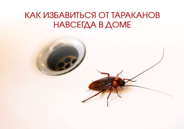 Как избавиться от тараканов в доме в Дмитрове