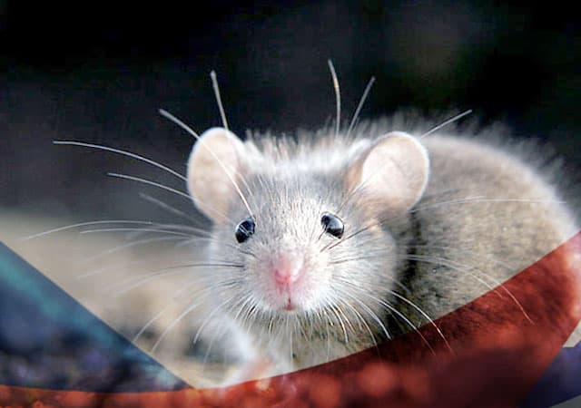 Уничтожение мышей в Дмитрове