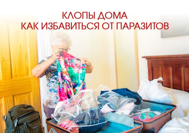 Клопы дома: как избавиться от паразитов в Дмитрове